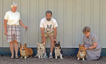 Corgis hot sale in shelters